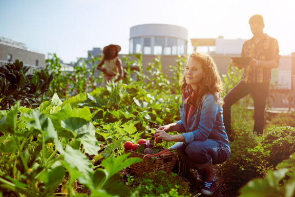 Roof garden.jpg