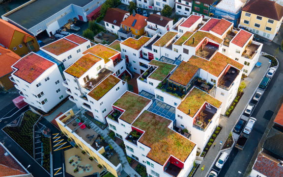Vindmøllebakken - sedum - grønne tak_jpgVindmølleb.jpg